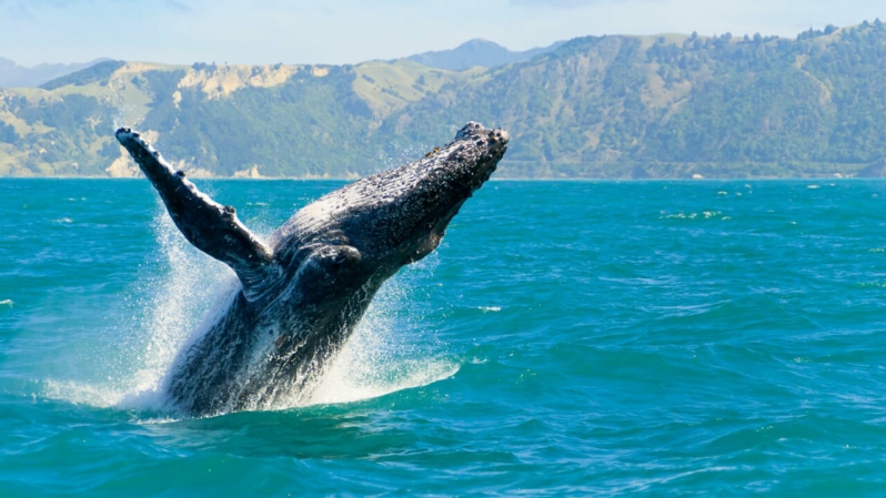 Kaikoura